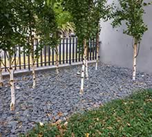 Albert Park Minimalist Garden