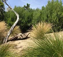 Blairgowrie Sand Dunes