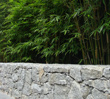 Elwood Bamboo Oasis