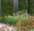 Elwood Drought Tolerant Garden