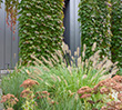 Elwood Drought Tolerant Garden