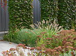 Elwood Drought Tolerant Gardenn