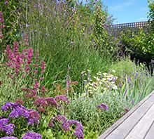 Ripponlea Flowering Garden